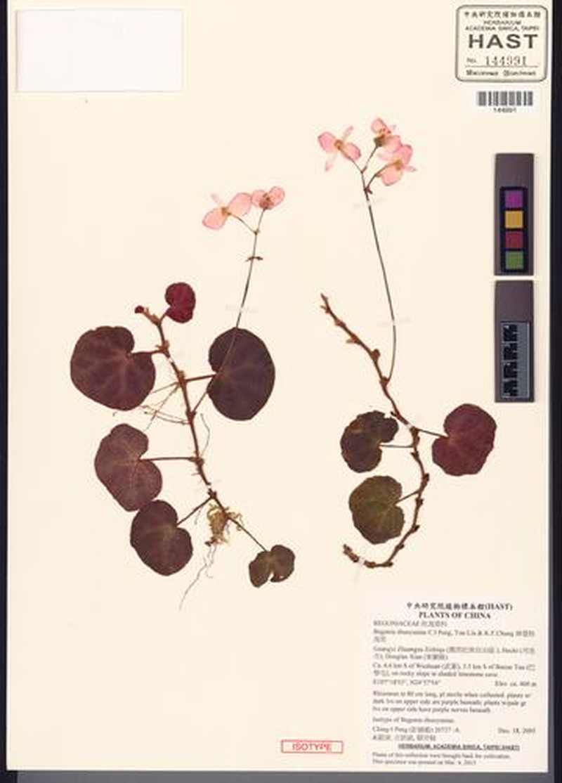 Begonia zhuoyuniae photo 3