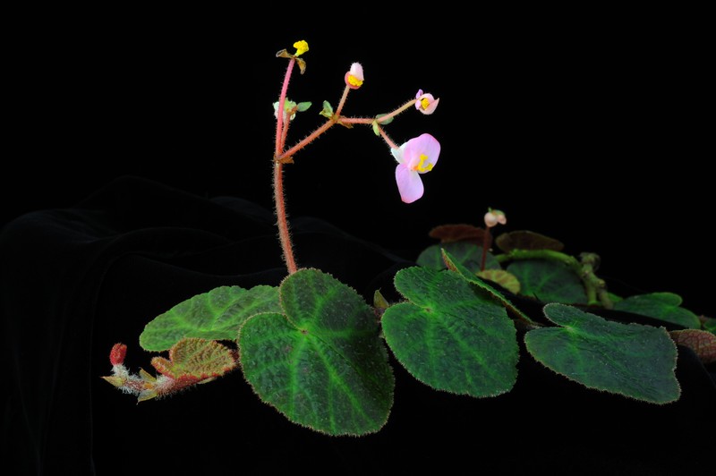 Begonia zhuoyuniae