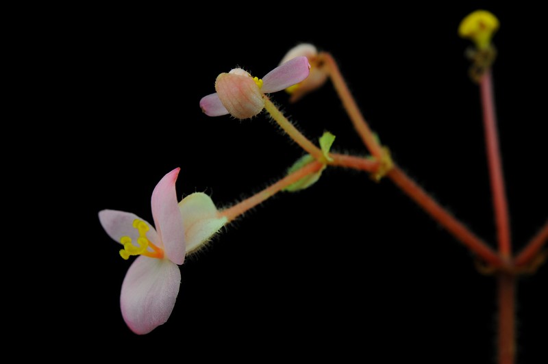 Begonia zhuoyuniae photo 4