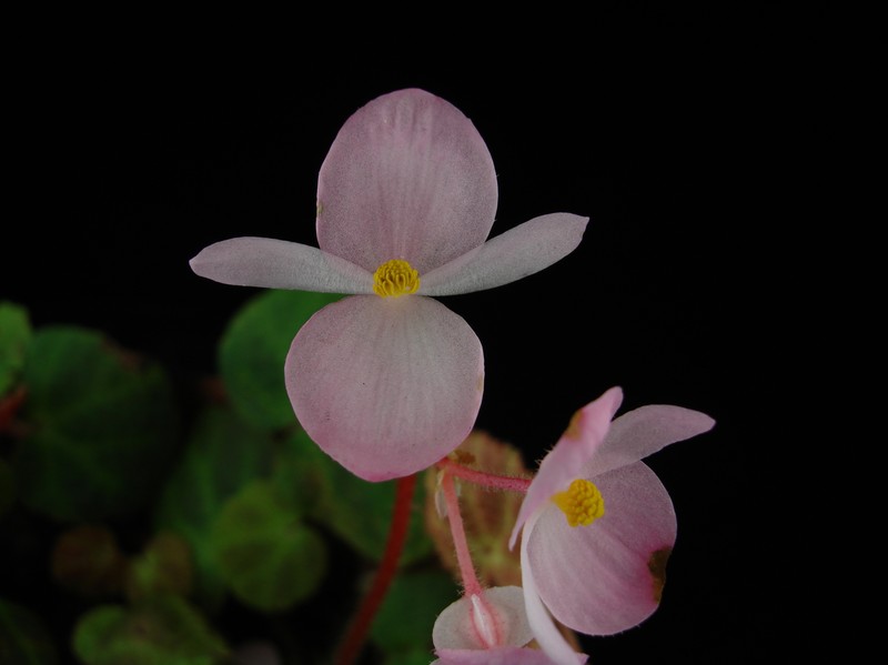 Begonia zhuoyuniae photo 5