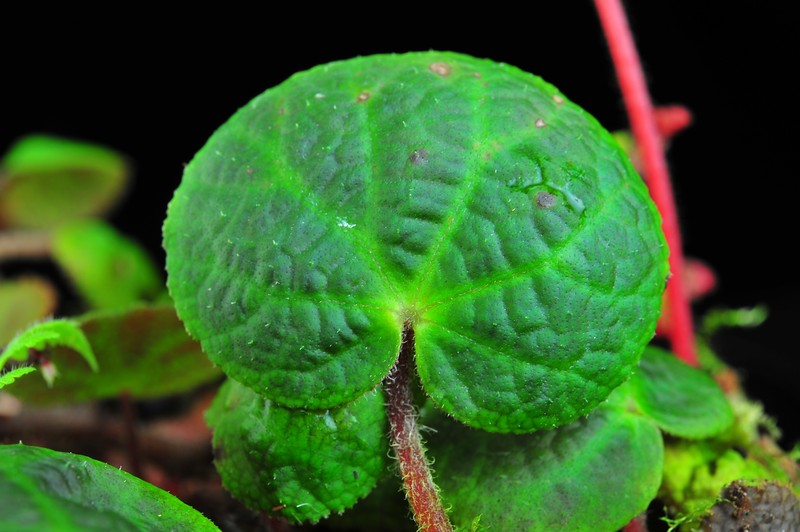 Begonia zhuoyuniae photo 6