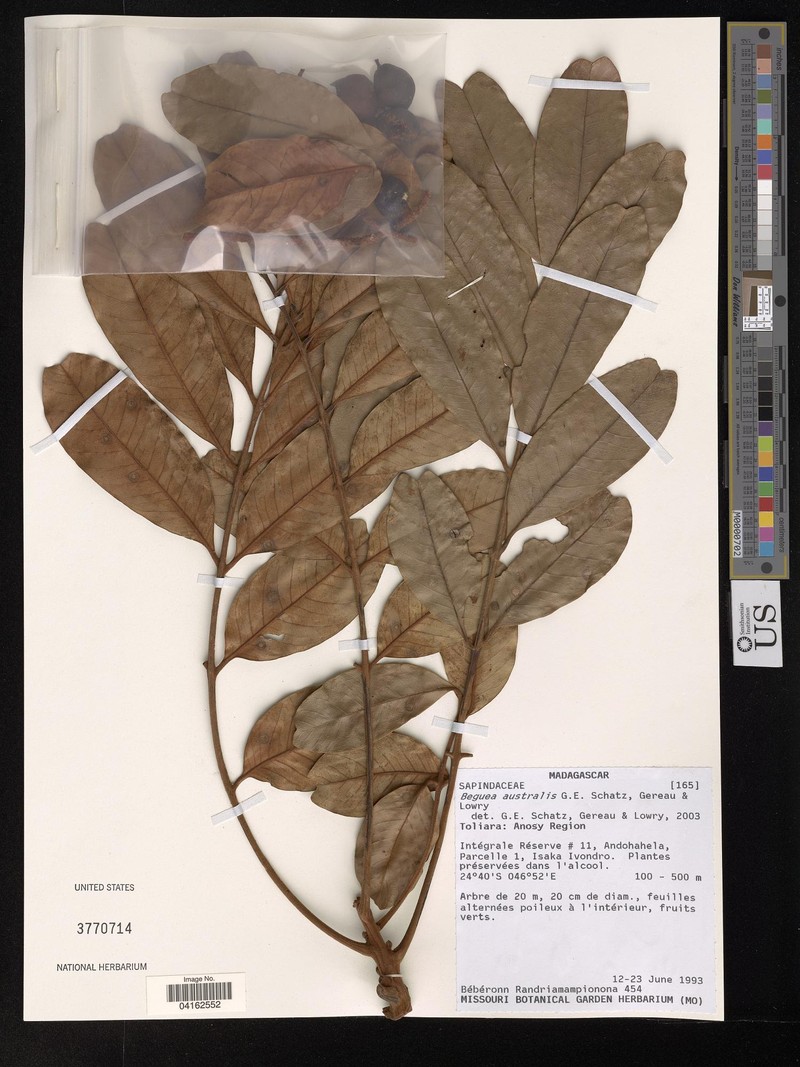 Beguea australis