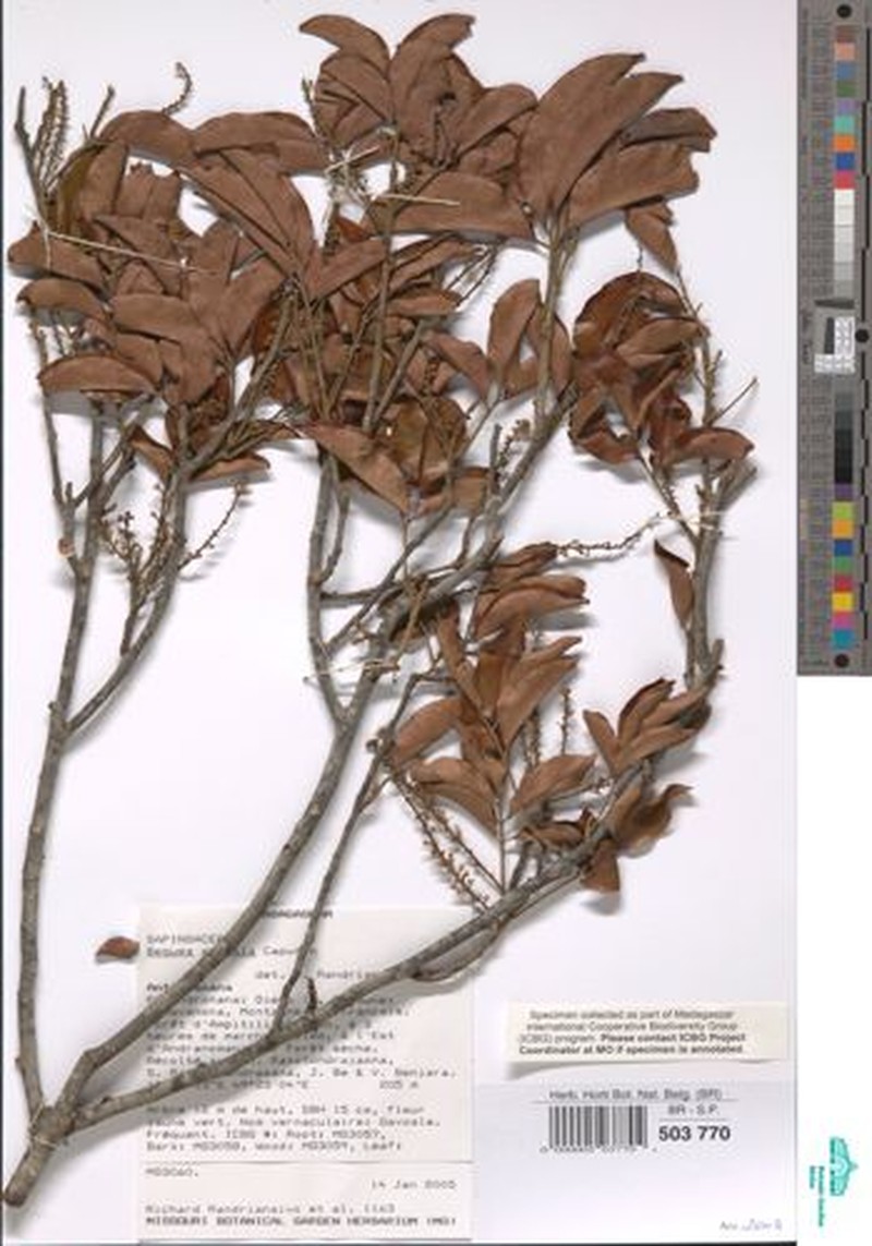Beguea borealis