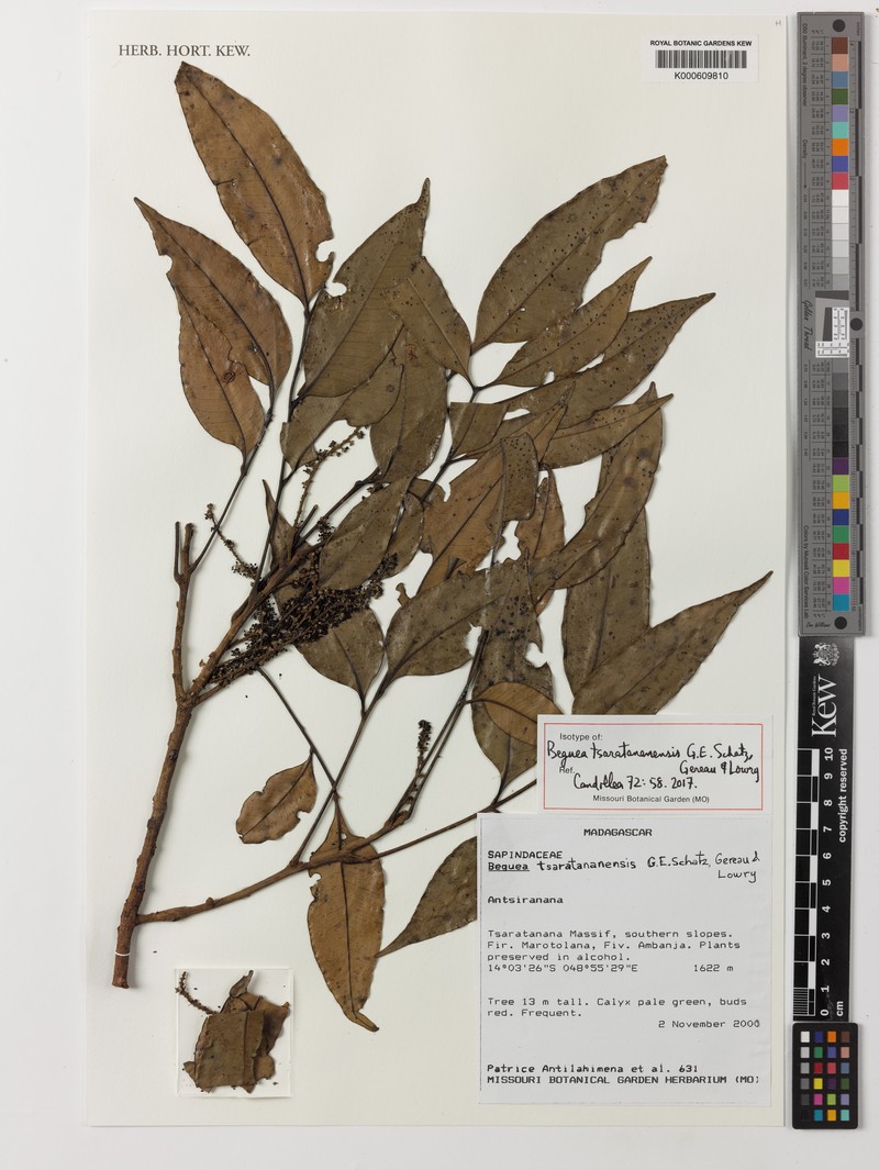 Beguea tsaratananensis