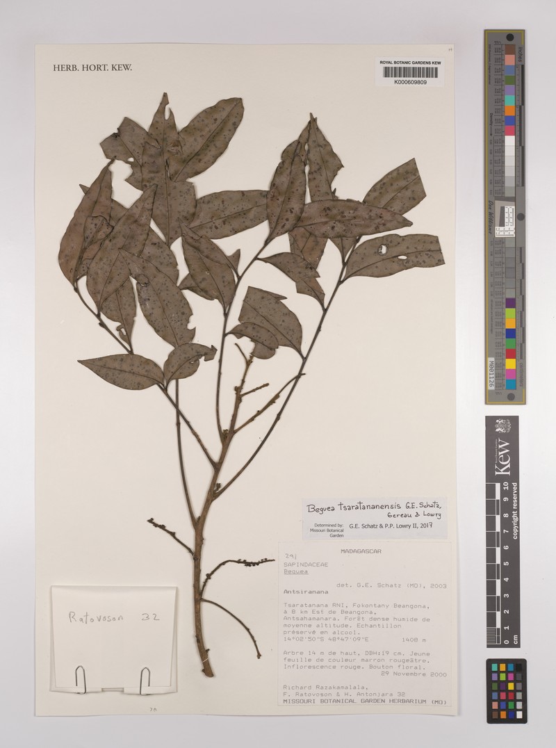 Beguea tsaratananensis photo 2