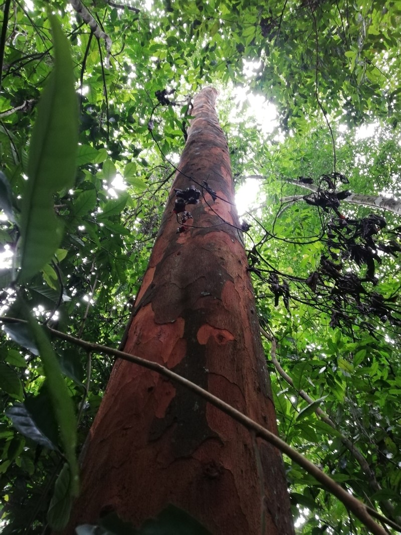 Beilschmiedia osacola