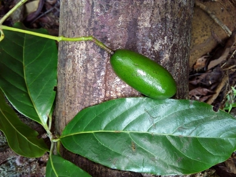 Beilschmiedia osacola photo 5