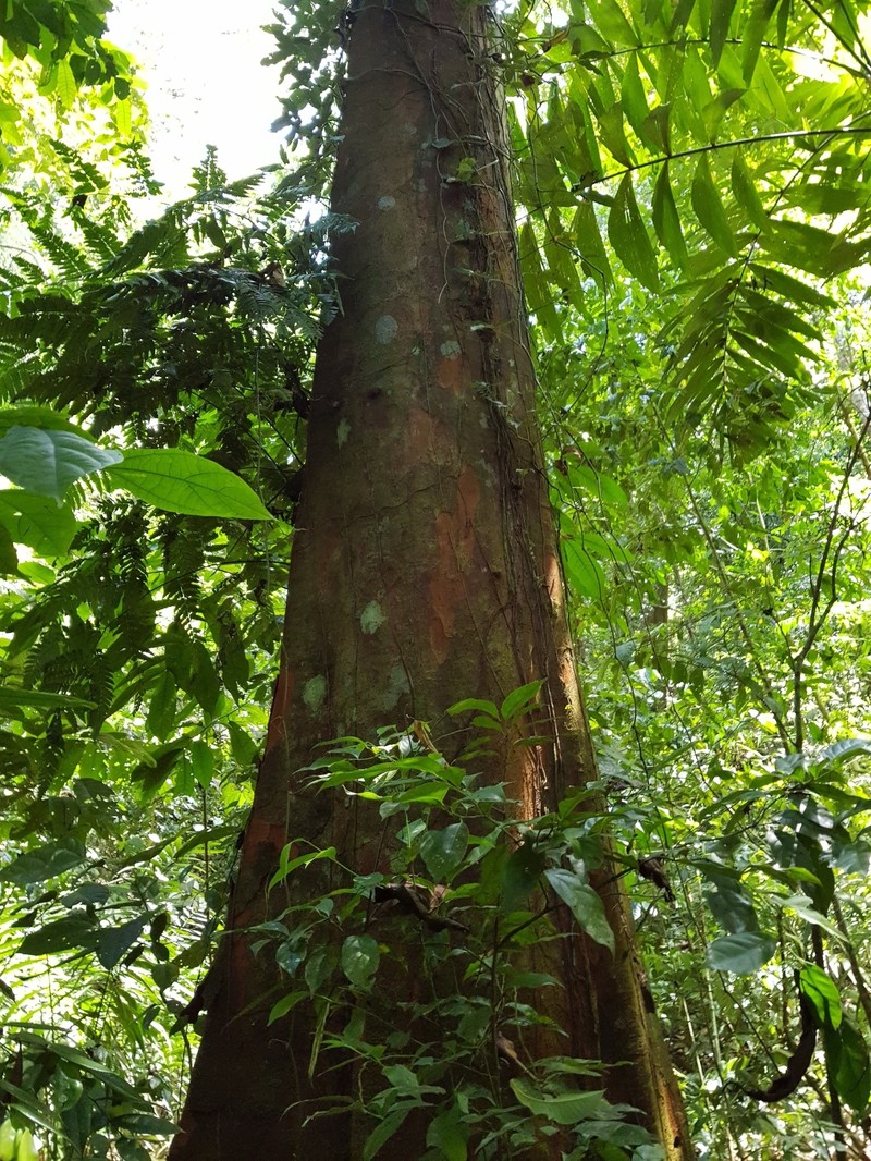Beilschmiedia osacola photo 6