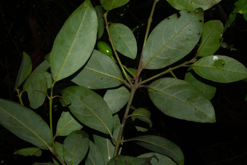 Slugwood photo 3
