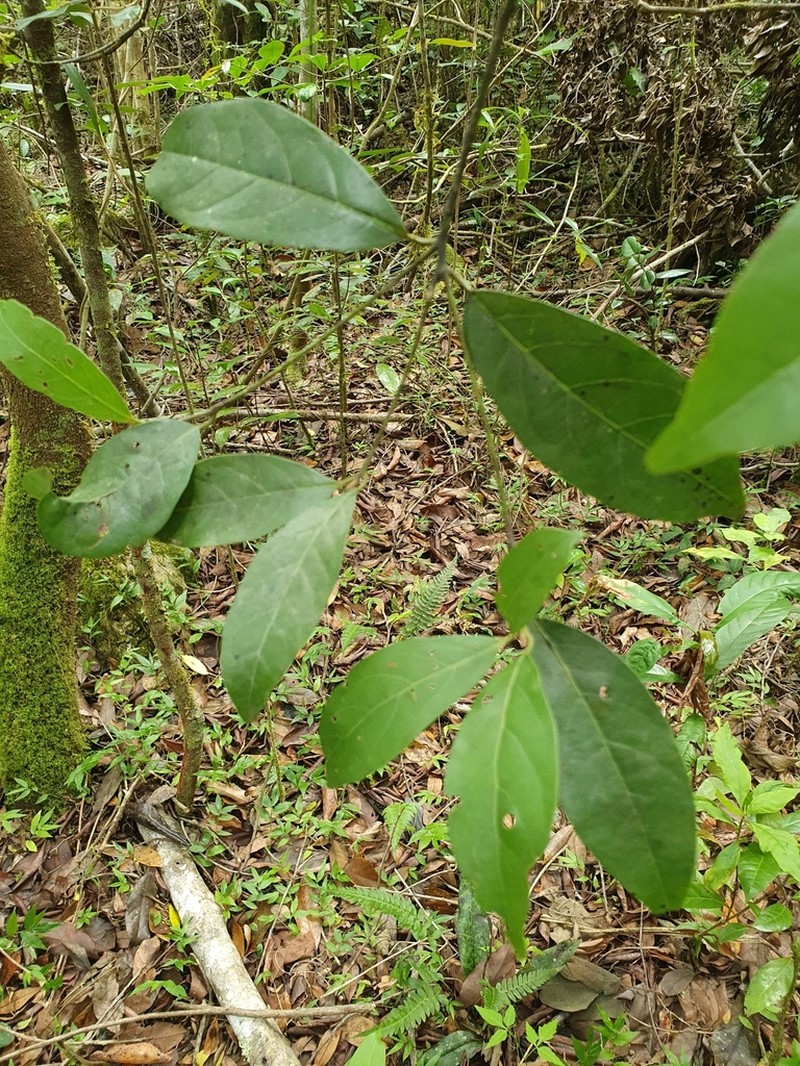 Slugwood photo 7
