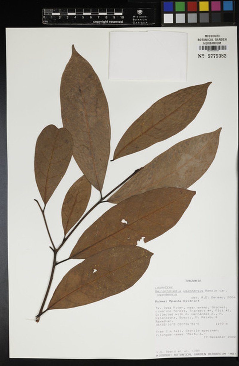 Beilschmiedia ugandensis var. ugandensis