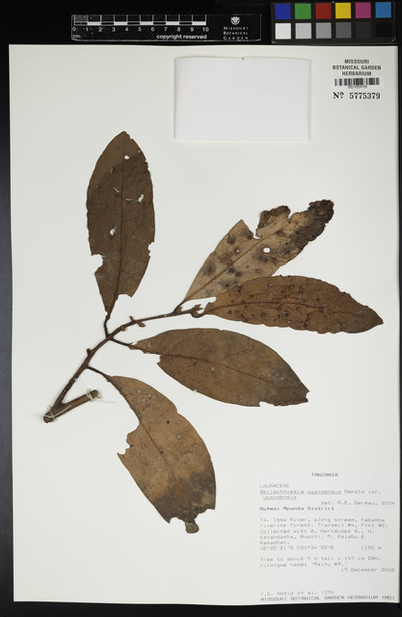 Beilschmiedia ugandensis var. ugandensis photo 2