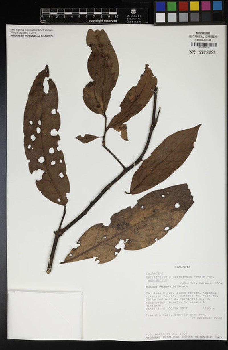 Beilschmiedia ugandensis var. ugandensis photo 3
