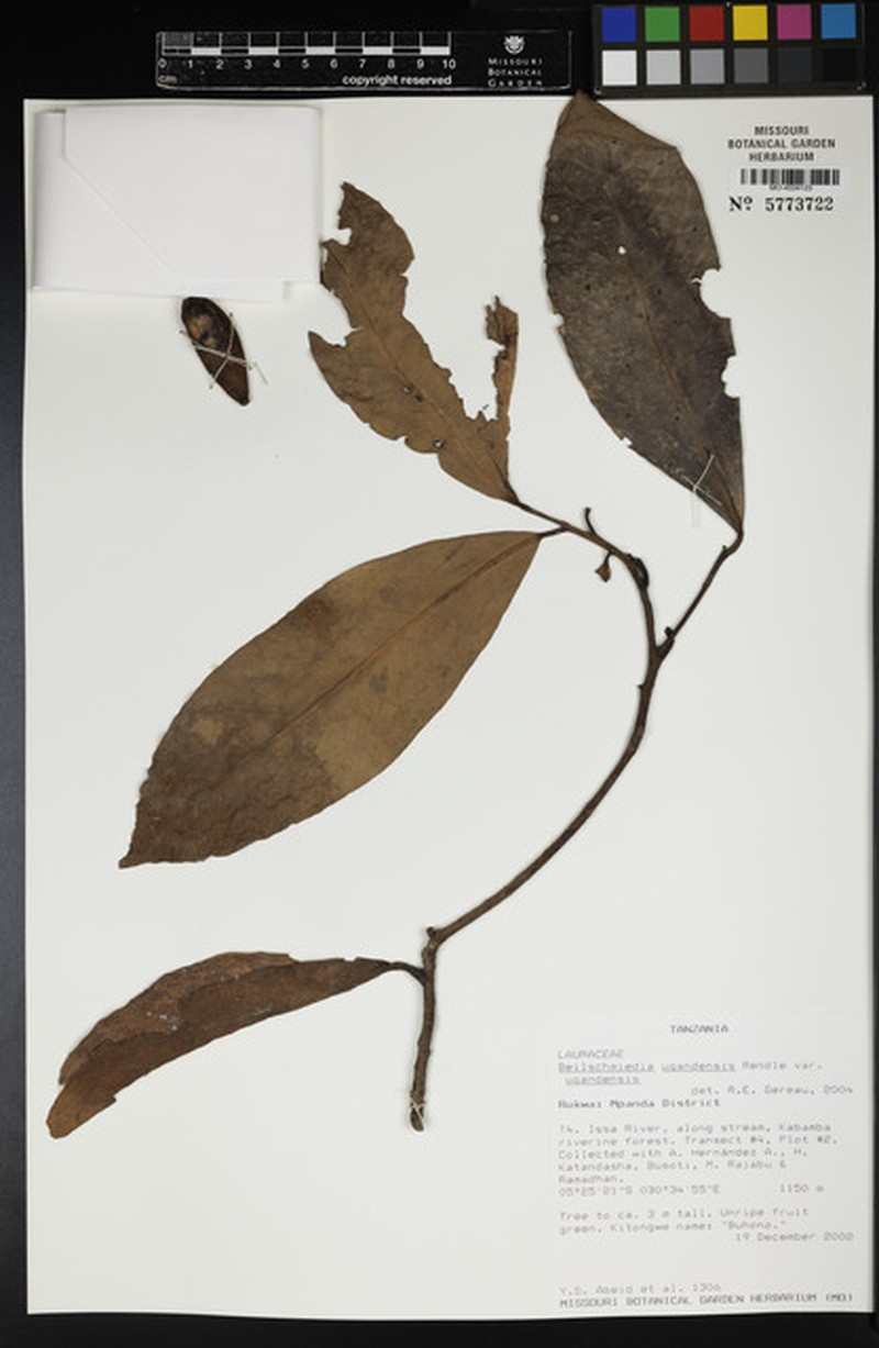 Beilschmiedia ugandensis var. ugandensis photo 4