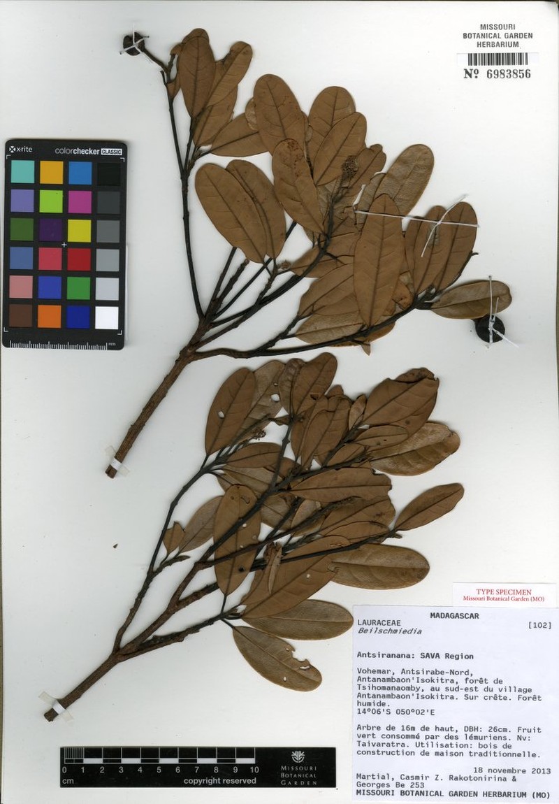 Beilschmiedia vohemarensis