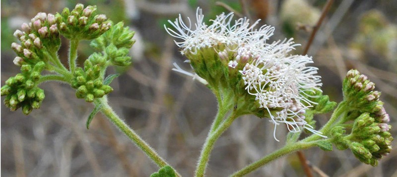 Bejaranoa semistriata