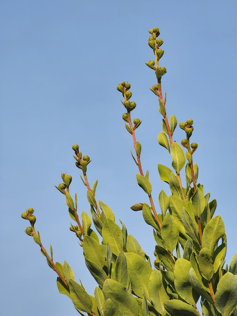 Flyweed photo 2