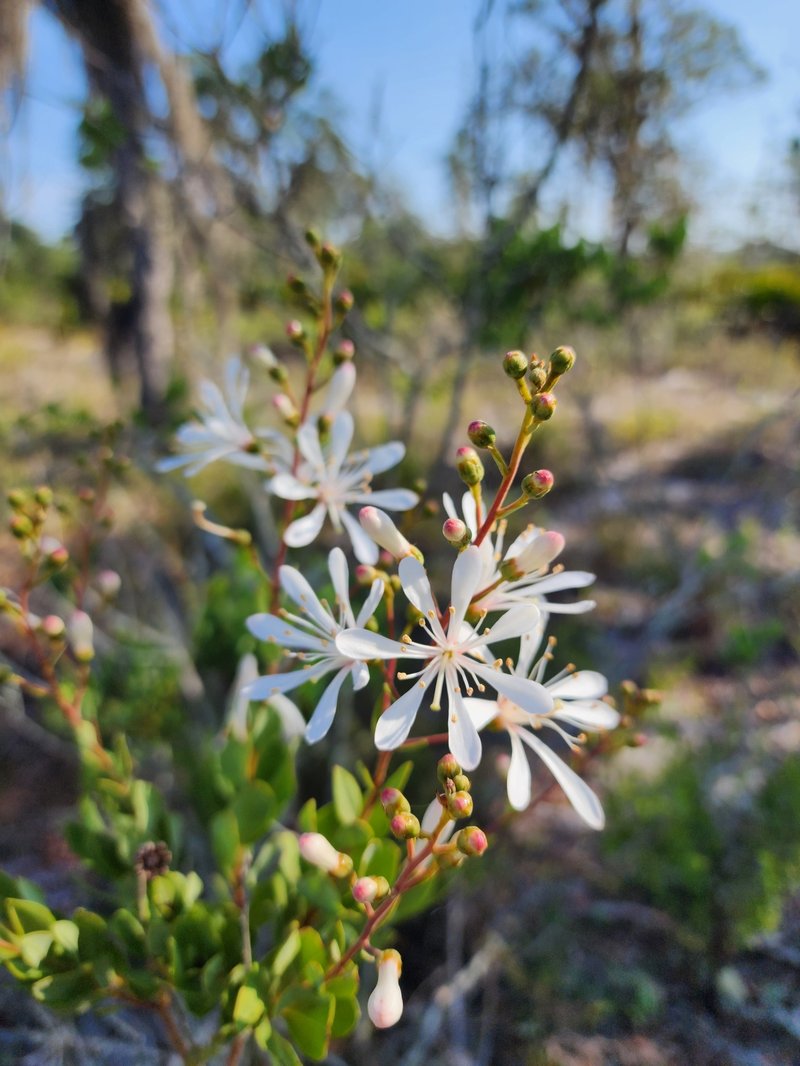 Flyweed photo 3
