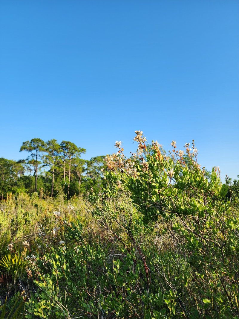 Flyweed photo 4