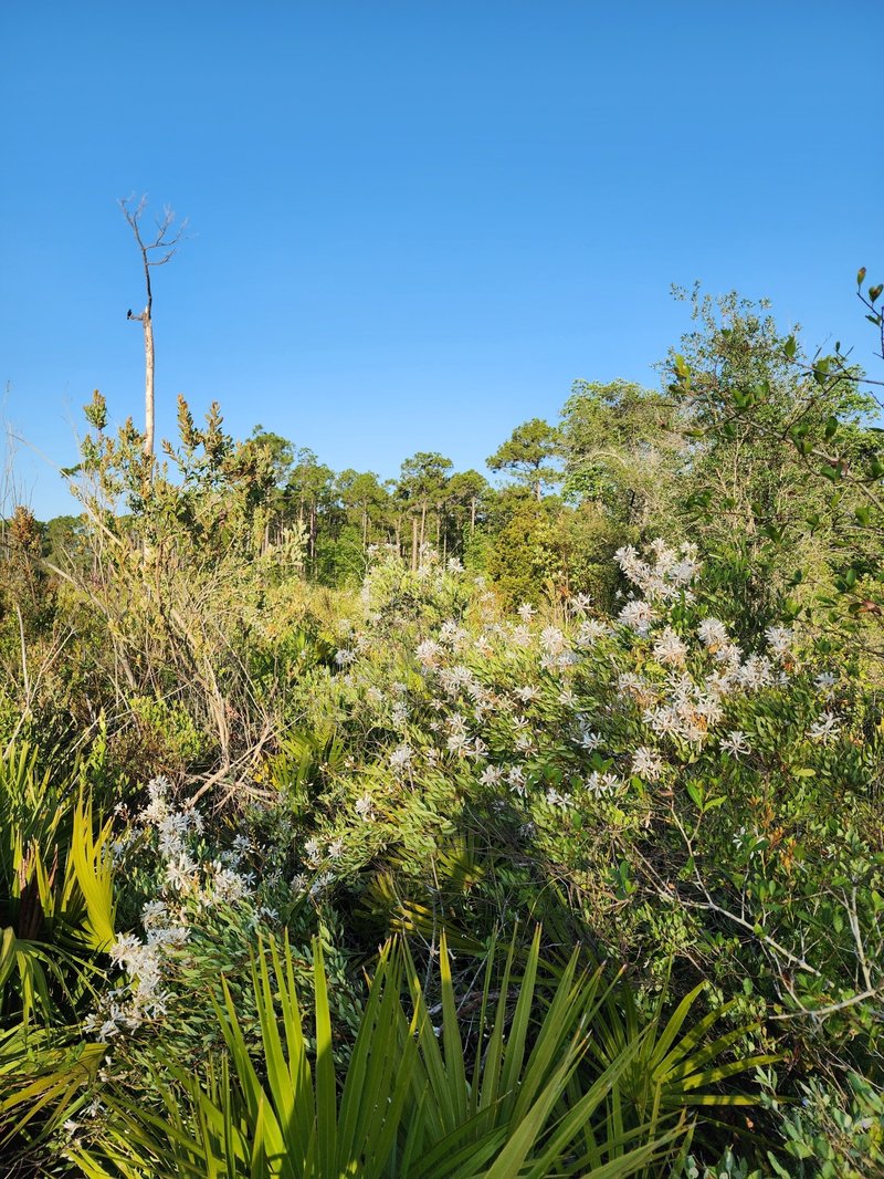 Flyweed photo 5