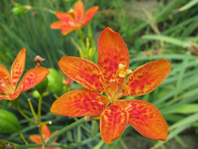 Blackberry Lily photo 3