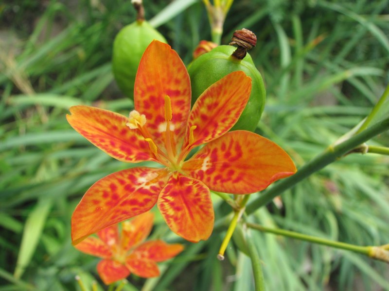 Blackberry Lily photo 4