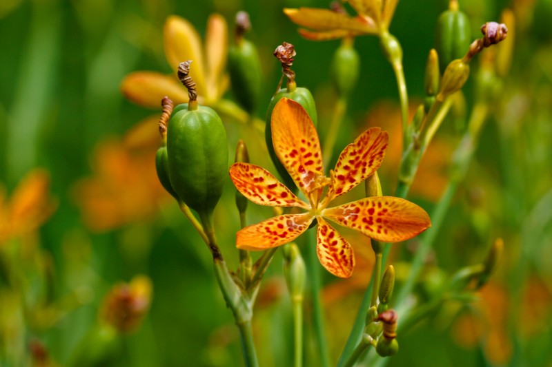 Blackberry Lily