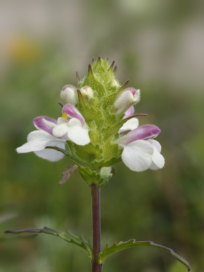 Mediterranean Lineseed photo 2