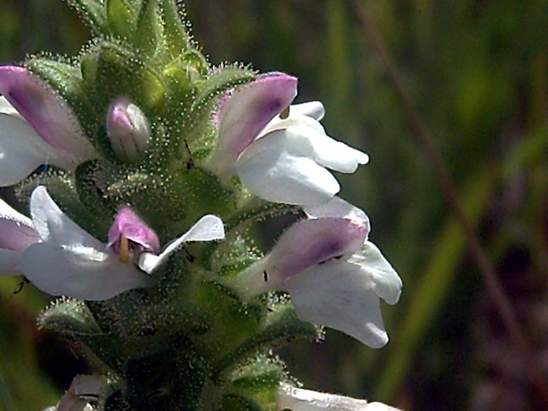 Mediterranean Lineseed photo 5