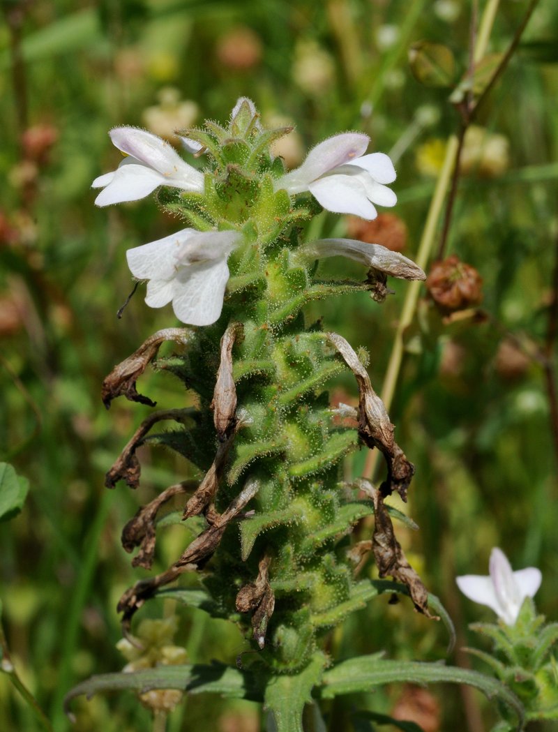 Mediterranean Lineseed photo 6