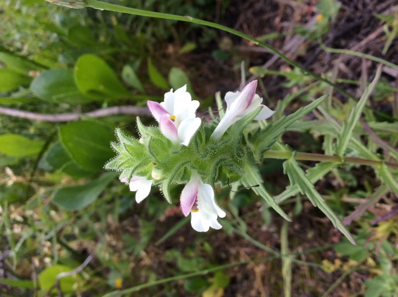 Mediterranean Lineseed photo 7