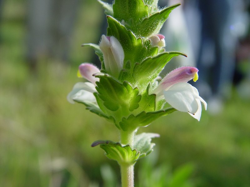 Mediterranean Lineseed photo 8