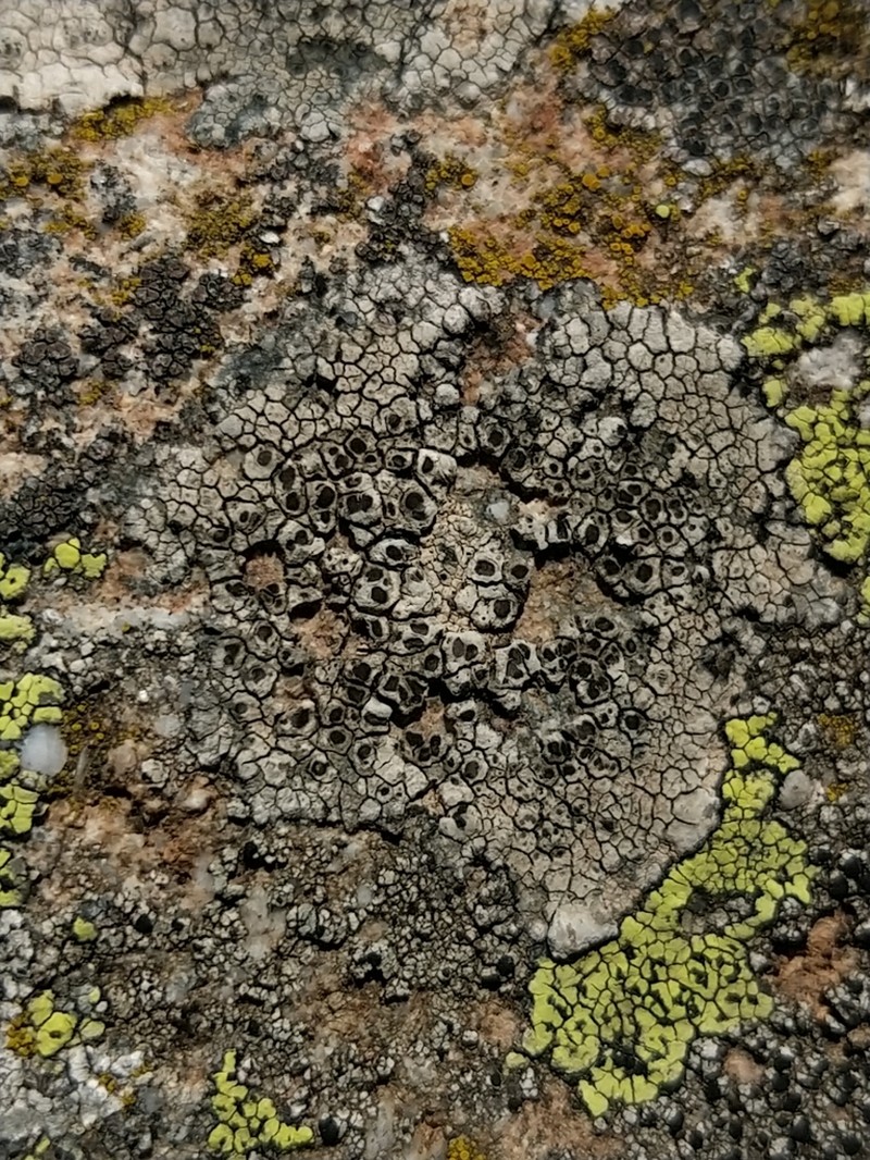 Alpine Bellemerea Lichen photo 3