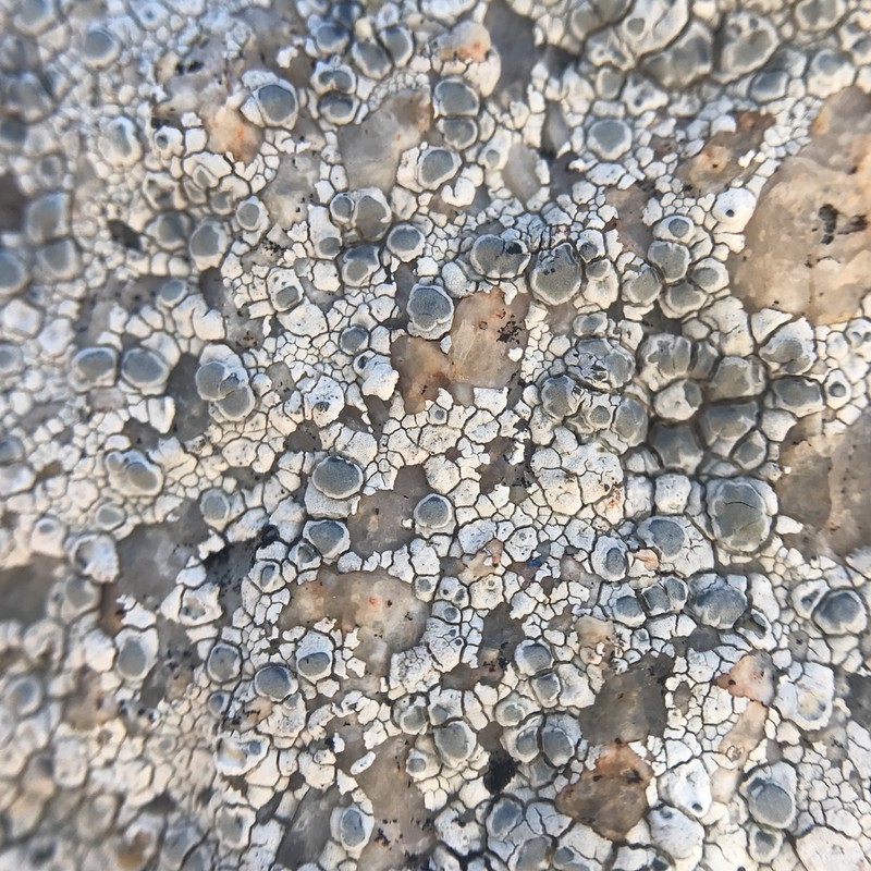 Alpine Bellemerea Lichen photo 4