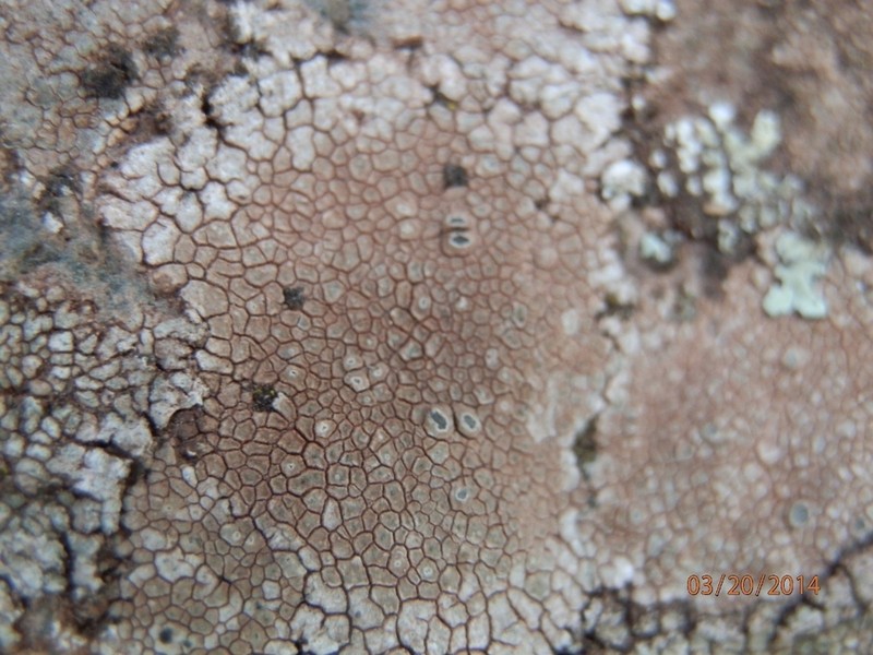 Alpine Bellemerea Lichen photo 5