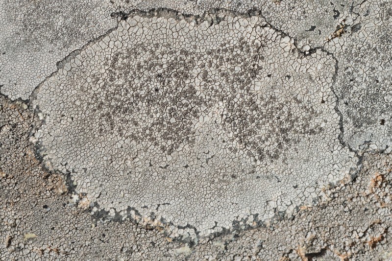 Alpine Bellemerea Lichen photo 6