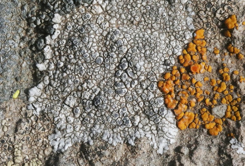 Alpine Bellemerea Lichen photo 7