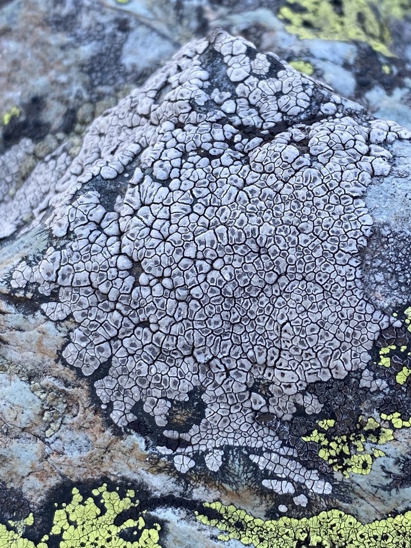 Alpine Bellemerea Lichen photo 8