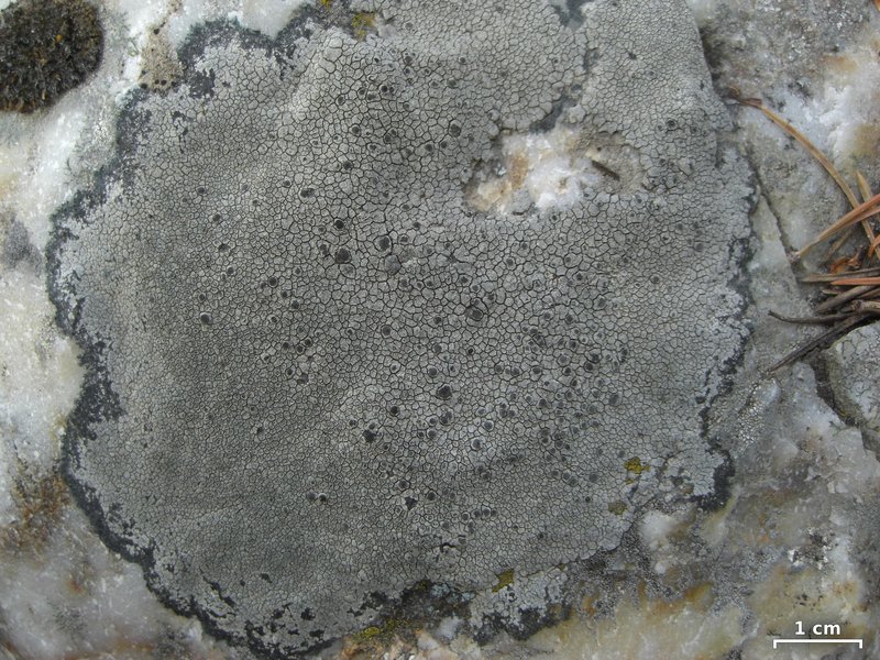 Alpine Bellemerea Lichen photo 2