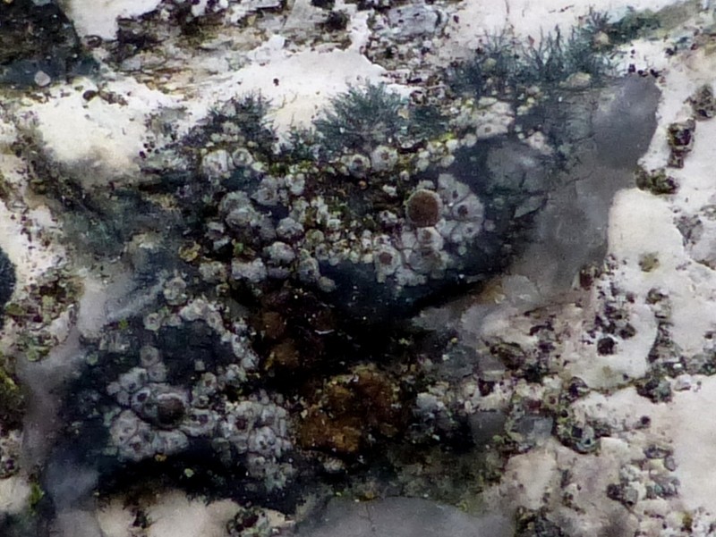 Bellemerea Lichen
