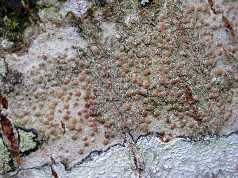 Bellemerea Lichen photo 3
