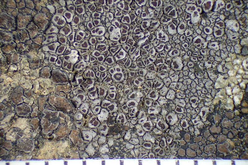 Bellemerea Lichen