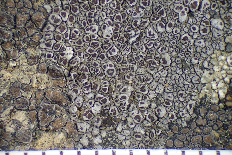 Bellemerea Lichen photo 2