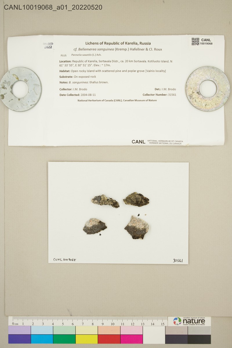Bellemerea Lichen photo 3