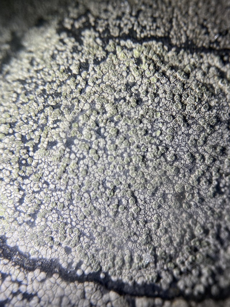 Bellemerea Lichen photo 2