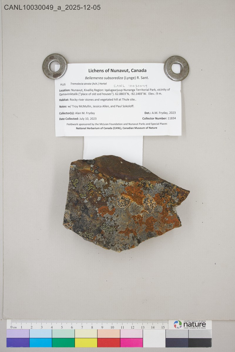 Bellemerea Lichen photo 3