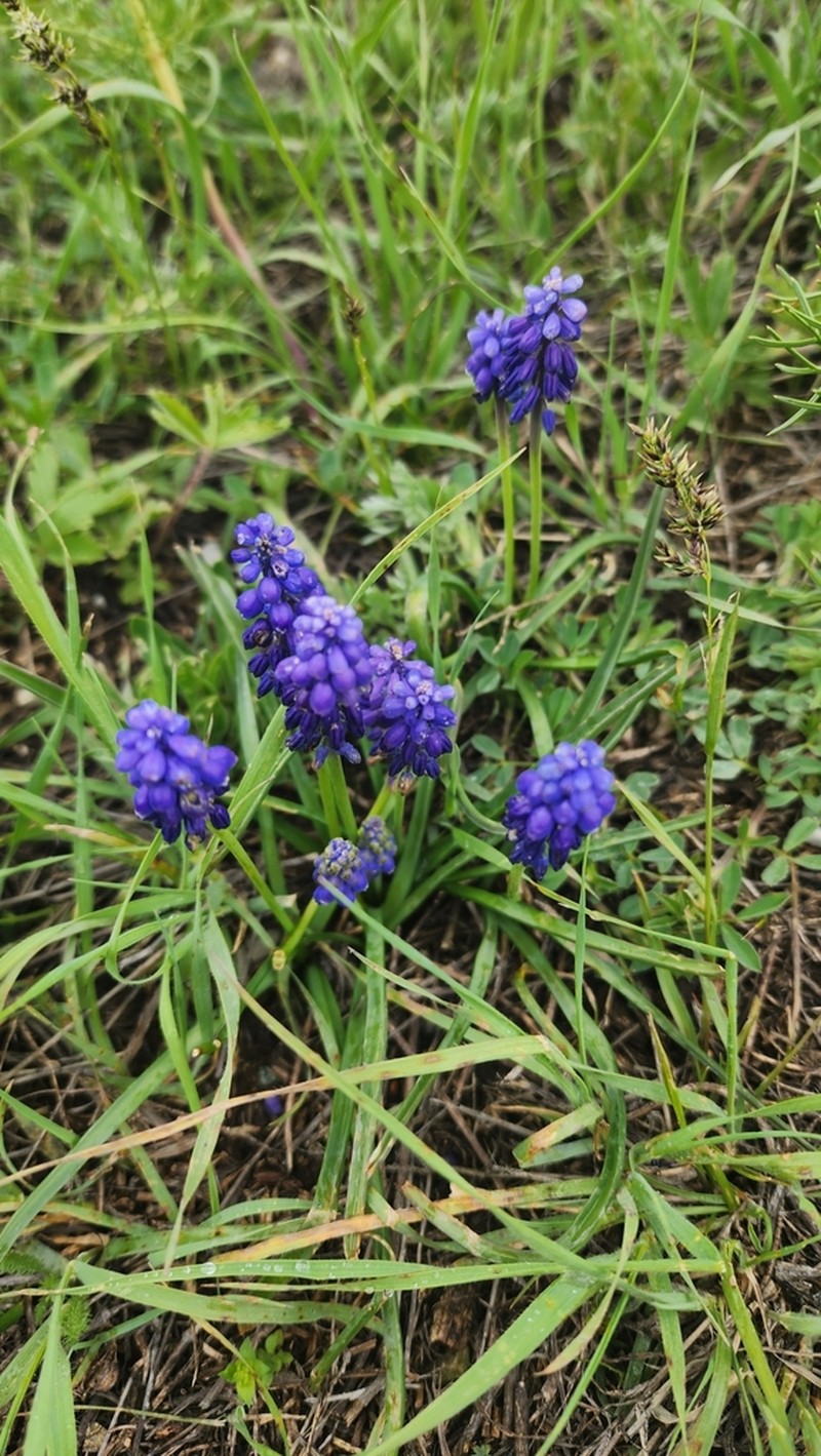 Bellevalia bayburtensis