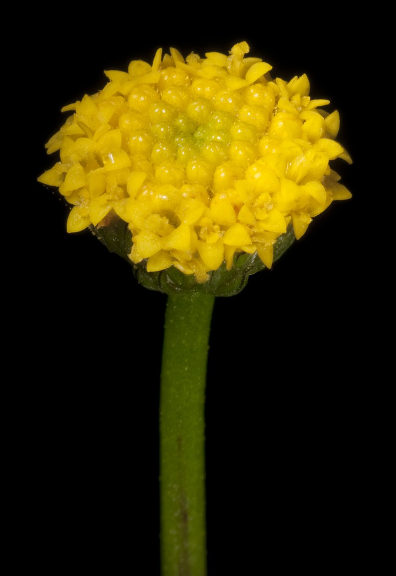Bellida graminea