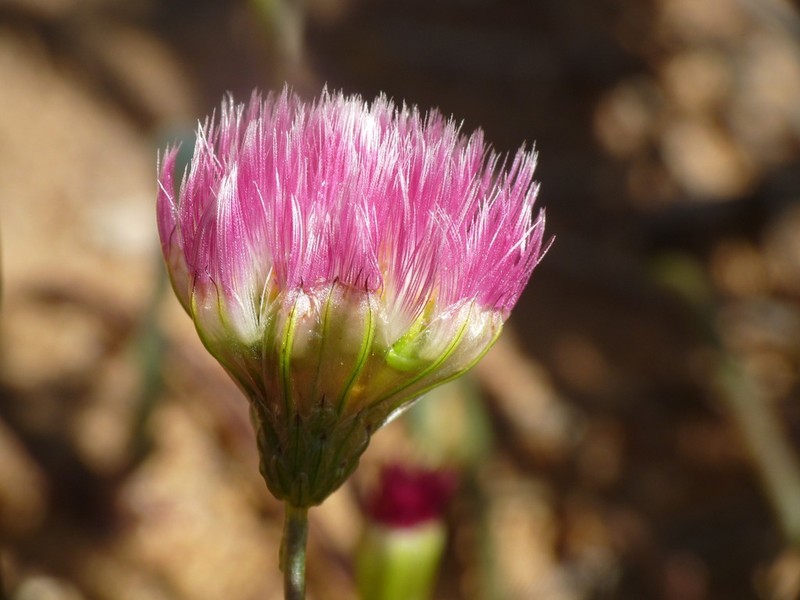 Bellida graminea photo 2