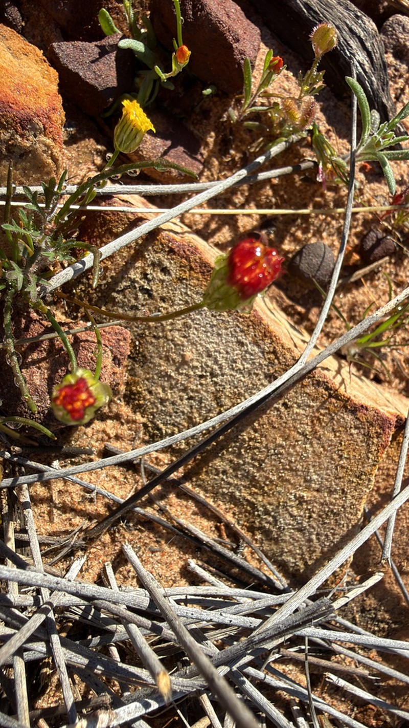 Bellida graminea photo 4